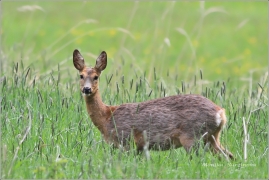 <p>SRNEC OBECNÝ (Capreolus capreolus)</p>